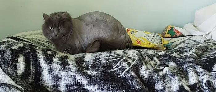 Best Friends Veterinary Hospital Picture 9