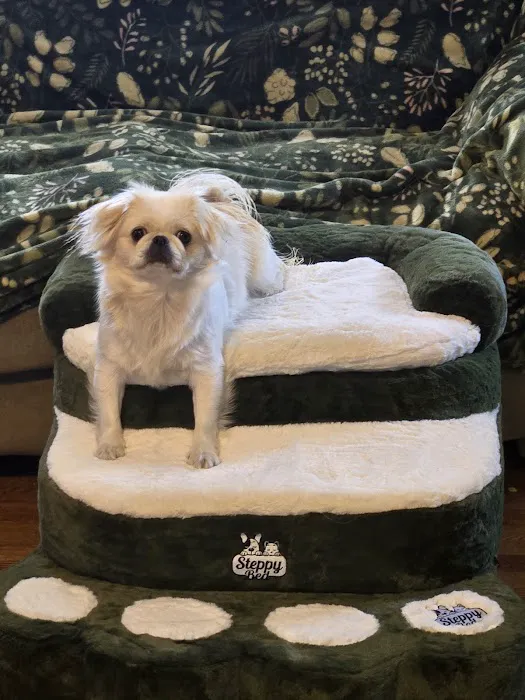 Steppy Bed Picture 1