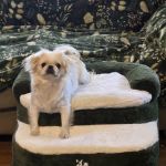 Steppy Bed