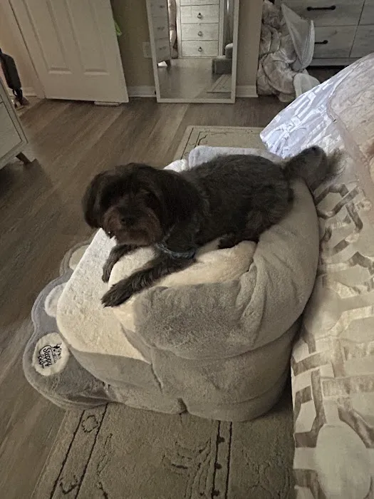 Steppy Bed Picture 9