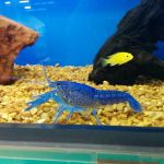 Petco