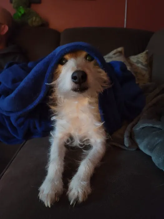 Jaffrey-Rindge Veterinary Hospital Picture 8