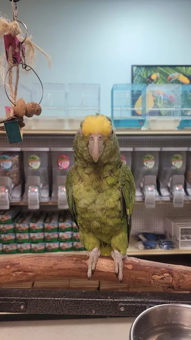 Just4BirdsII Picture 4