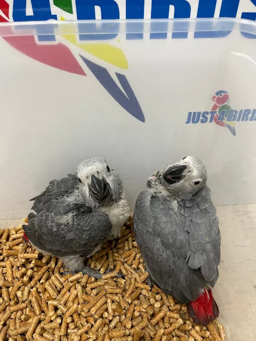 Just4BirdsII Picture 5