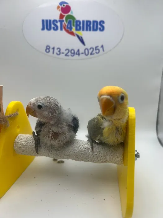 Just4BirdsII Picture 7