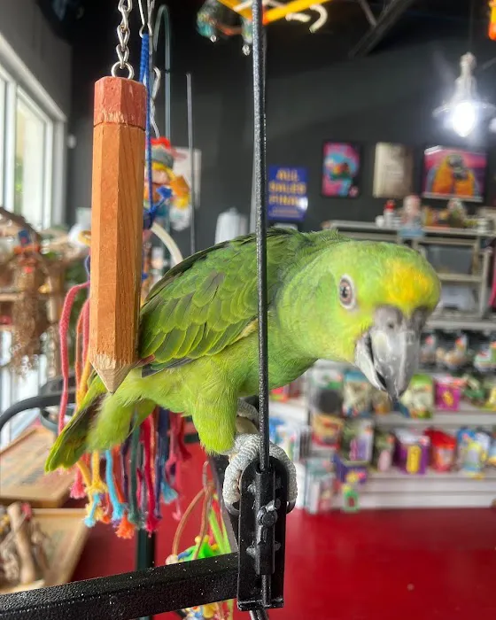 Just4BirdsII Picture 8