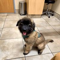 Keep 'Em Healthy Veterinary Clinic ico