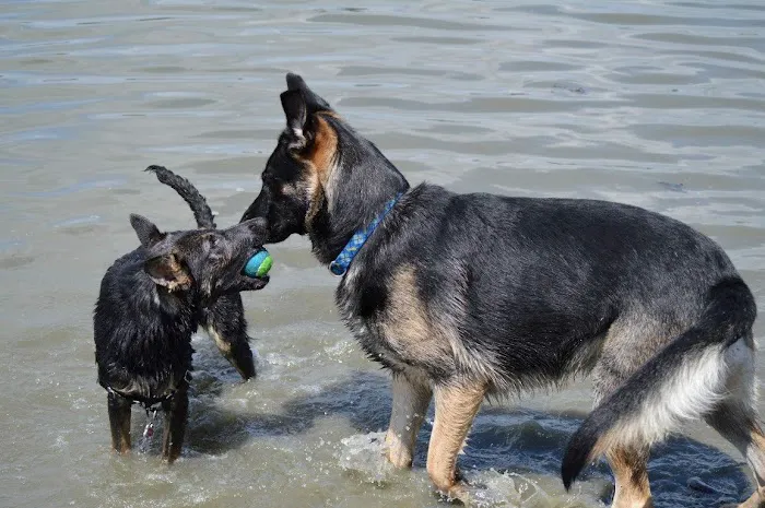 Keep 'Em Healthy Veterinary Clinic Picture 5