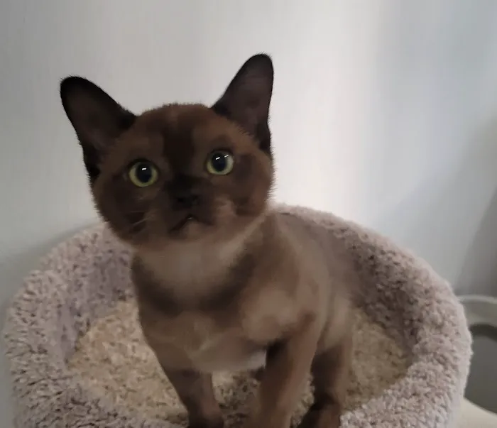 Rainbow Burmese Cattery Picture 2