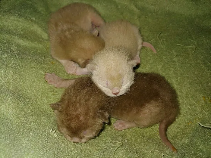 Rainbow Burmese Cattery Picture 5