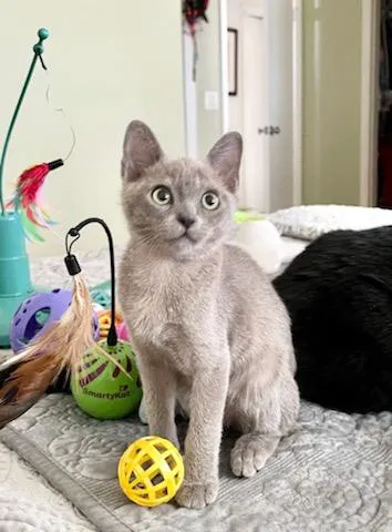 Rainbow Burmese Cattery Picture 4
