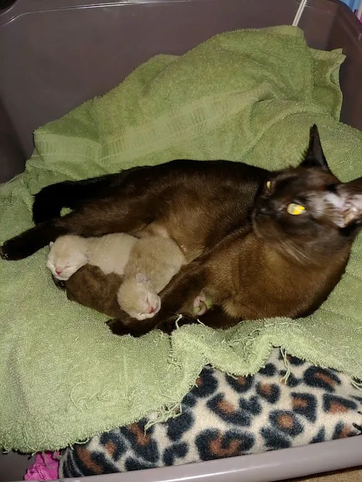 Rainbow Burmese Cattery Picture 1