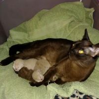 Rainbow Burmese Cattery ico