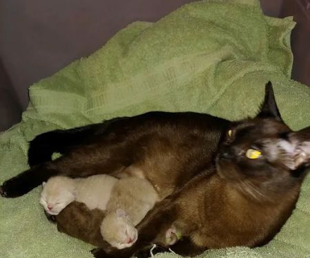 Rainbow Burmese Cattery