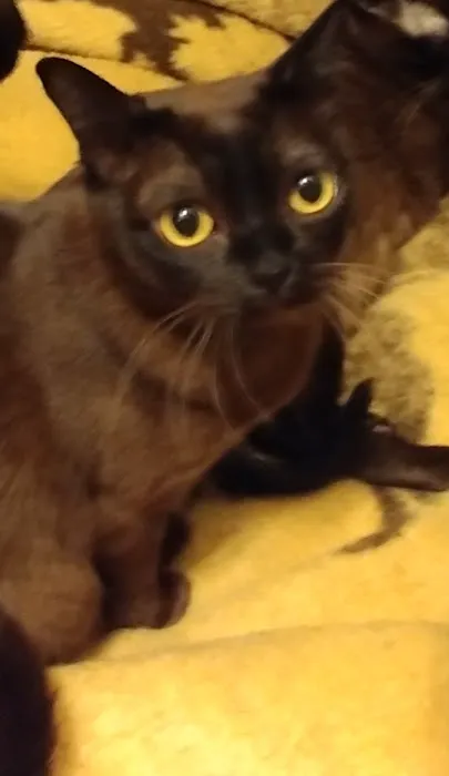 Rainbow Burmese Cattery Picture 6