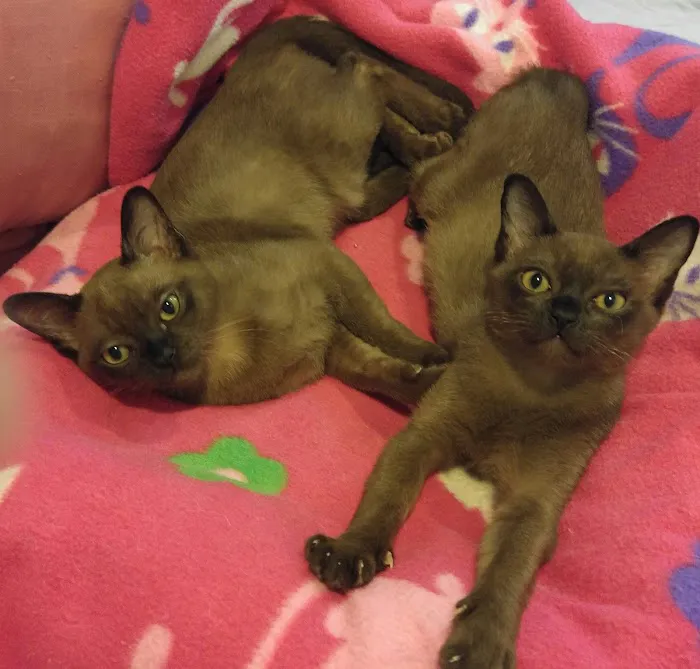 Rainbow Burmese Cattery Picture 10