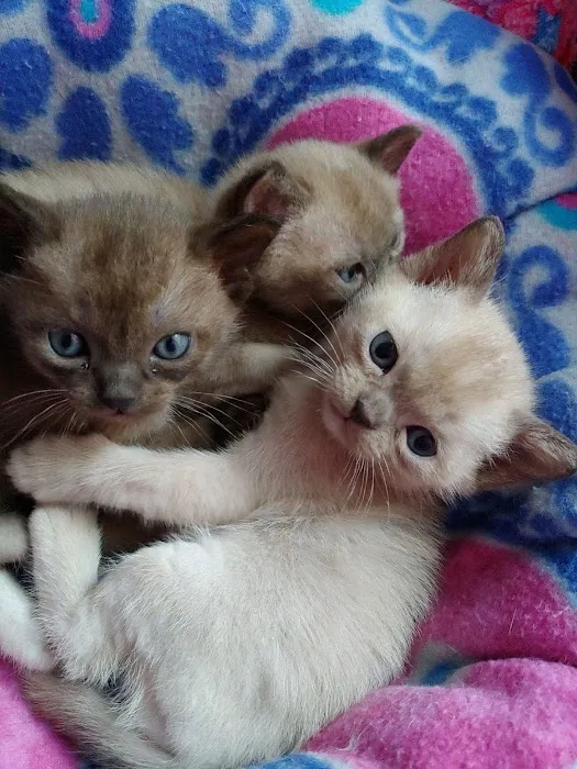 Rainbow Burmese Cattery Picture 9