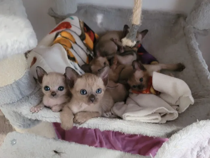 Rainbow Tonkinese Cattery Picture 1