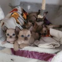 Rainbow Tonkinese Cattery ico