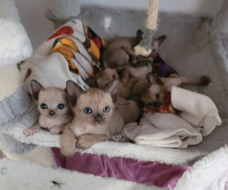 Rainbow Tonkinese Cattery