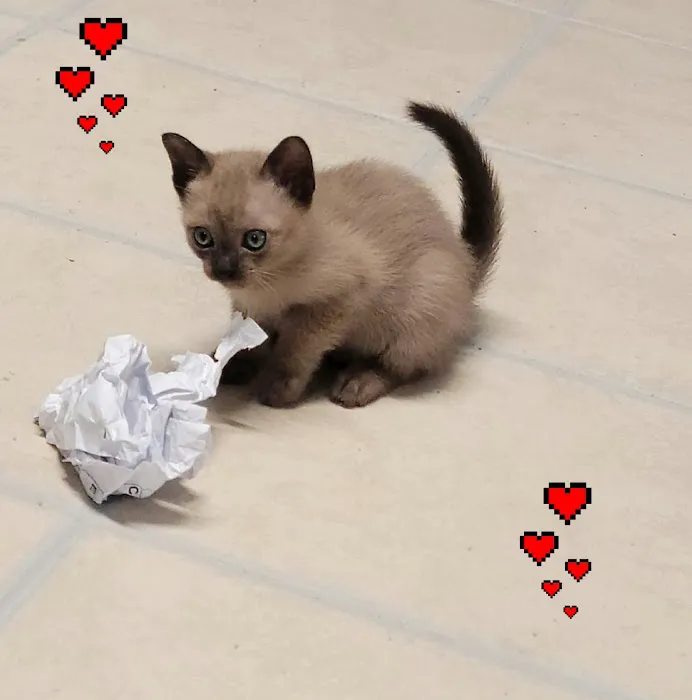 Rainbow Tonkinese Cattery Picture 4