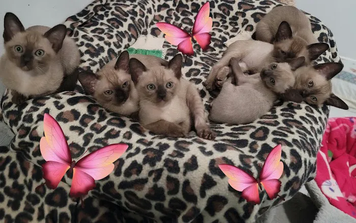 Rainbow Tonkinese Cattery Picture 3
