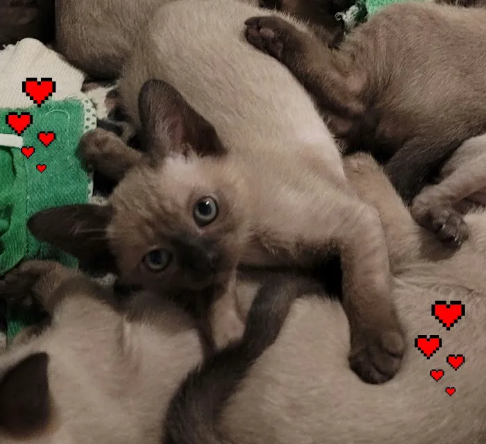 Rainbow Tonkinese Cattery Picture 8