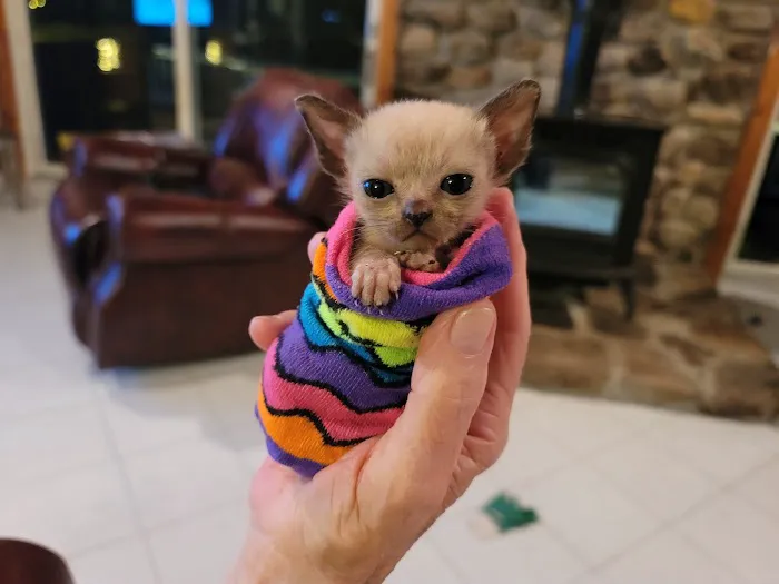 Rainbow Tonkinese Cattery Picture 5