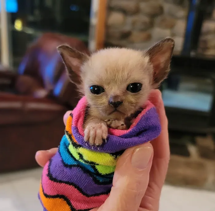 Rainbow Tonkinese Cattery Picture 6