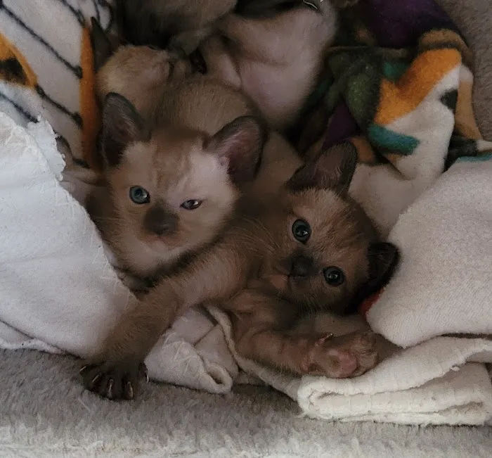 Rainbow Tonkinese Cattery Picture 9