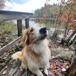 Animal Care Clinic-Monadnock