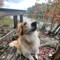 Animal Care Clinic-Monadnock ico