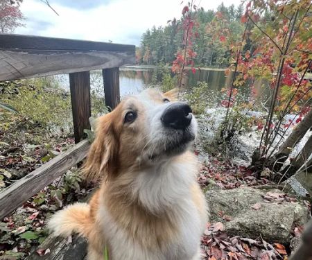 Animal Care Clinic-Monadnock