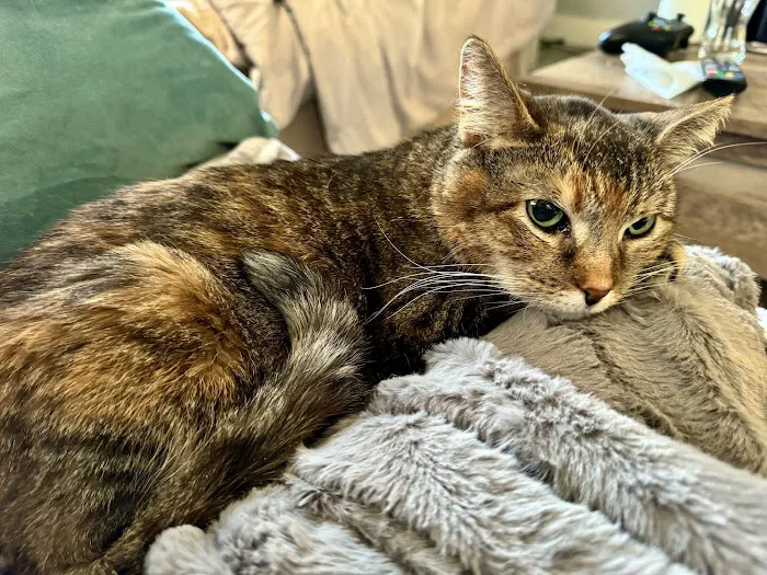 Animal Care Clinic-Monadnock Picture 2