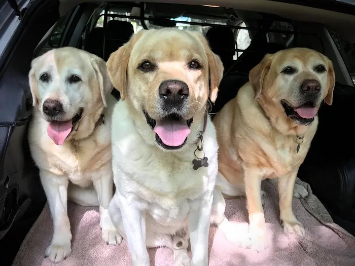 Animal Care Clinic-Monadnock Picture 3