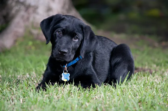 Animal Care Clinic-Monadnock Picture 6