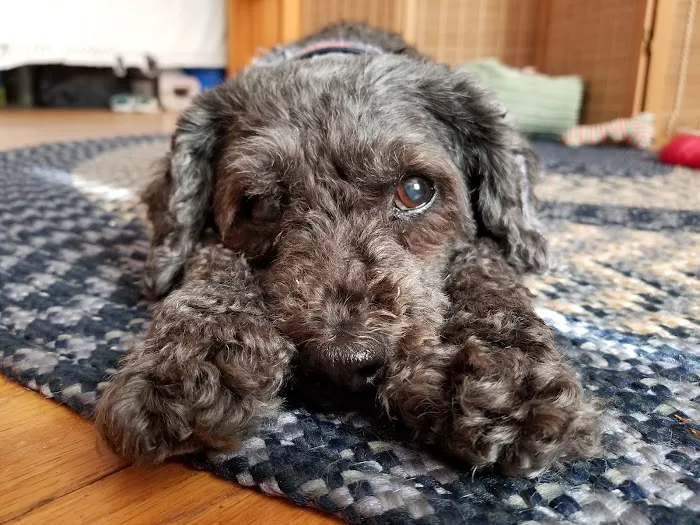 Animal Care Clinic-Monadnock Picture 4