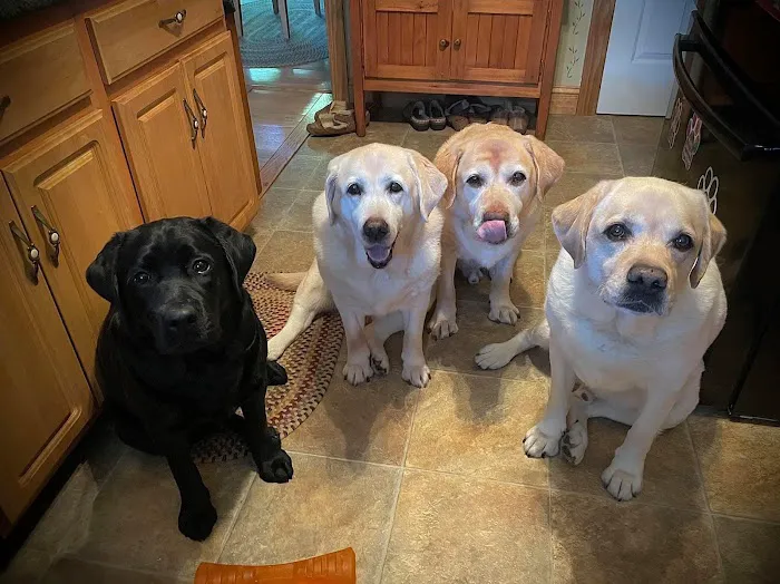 Animal Care Clinic-Monadnock Picture 9