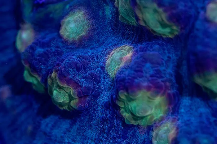 The Coral Zoo Picture 1