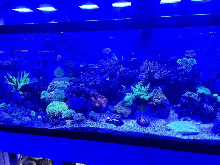 The Coral Zoo Picture 7