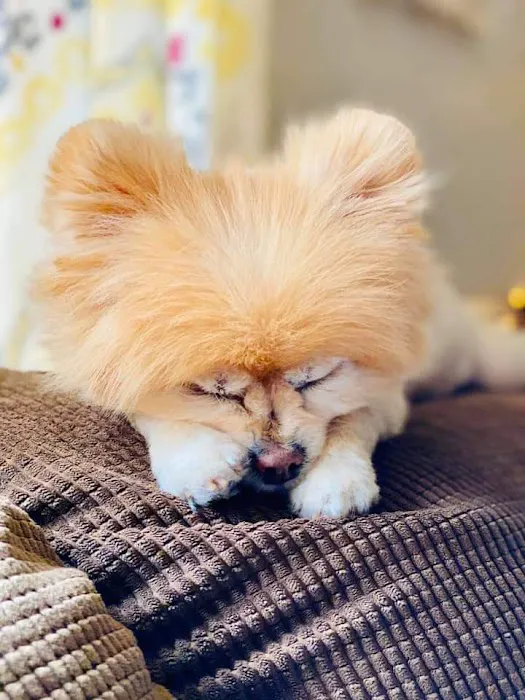 Private Roots Veterinary PLLC Picture 2