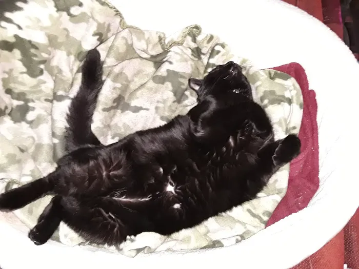 Private Roots Veterinary PLLC Picture 7