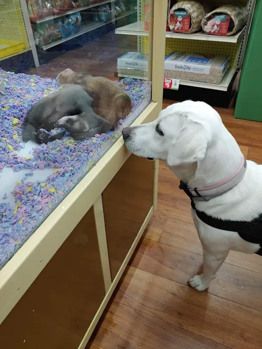 Pet Supermarket Picture 4