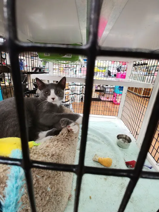 Pet Supermarket Picture 2