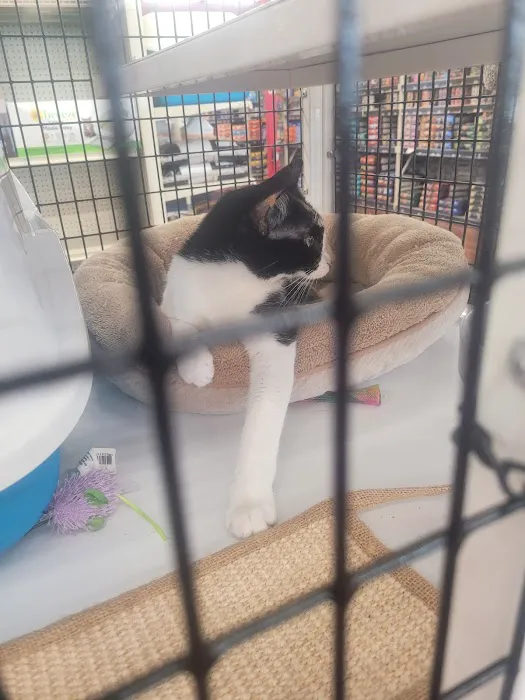 Pet Supermarket Picture 5