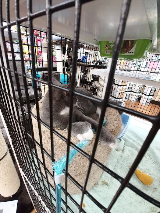Pet Supermarket Picture 9