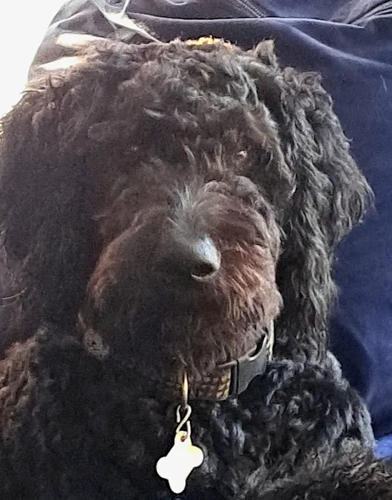 Upstream Animal Healing Center Picture 1