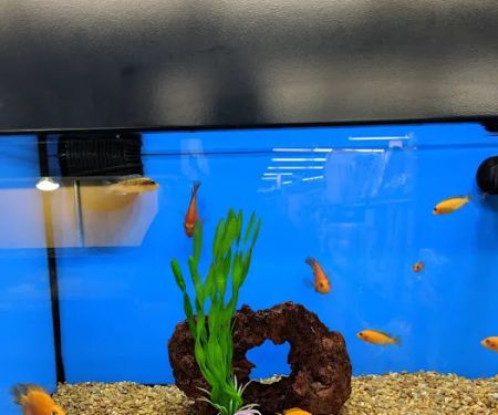 Petco