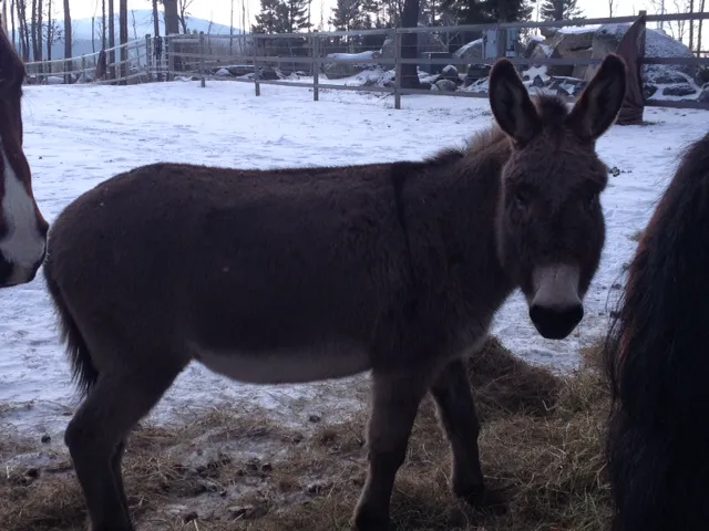 Monadnock Equine Veterinary Services Picture 3