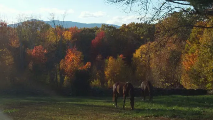 Monadnock Equine Veterinary Services Picture 1
